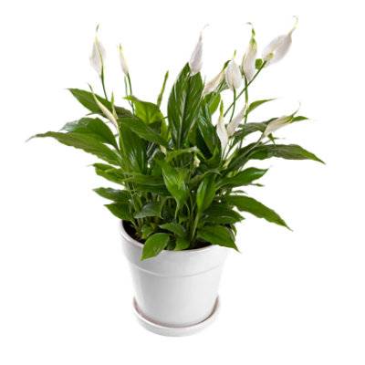 Spathiphyllum 8 Inch (8 in)