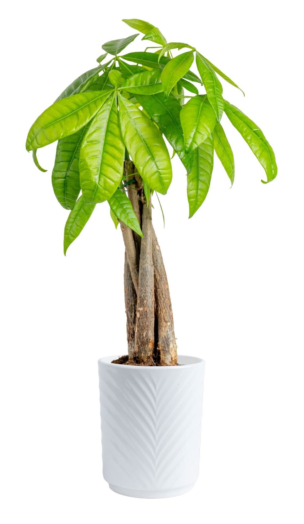 Costa Farms Specialty Pachira Money Tree House plant in 1.25 Pint(s) Planter 1 -Pack