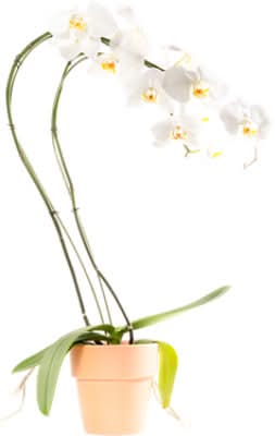 Overjoyed Boutique Orchid Phalaenopsis - 6 Inch (Colors May Vary)