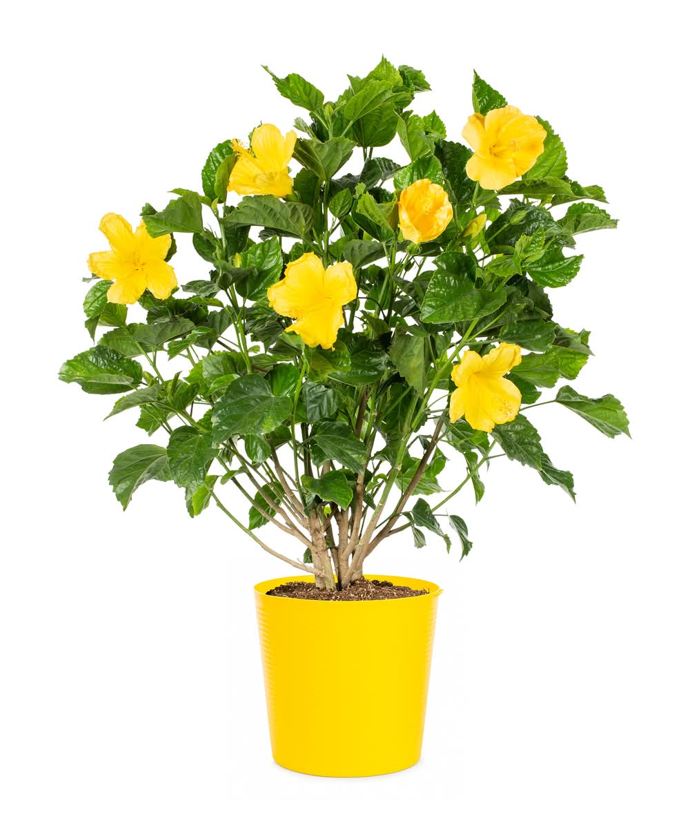 Lowe's Hawaiian Sunset Hibiscus Flowering Shrub Planter (Yellow)