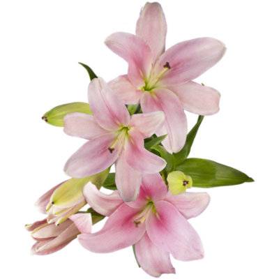Asiatic Lily 5 Stem - Each