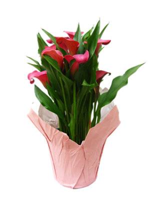 Calla Lily 6 Inch - Each