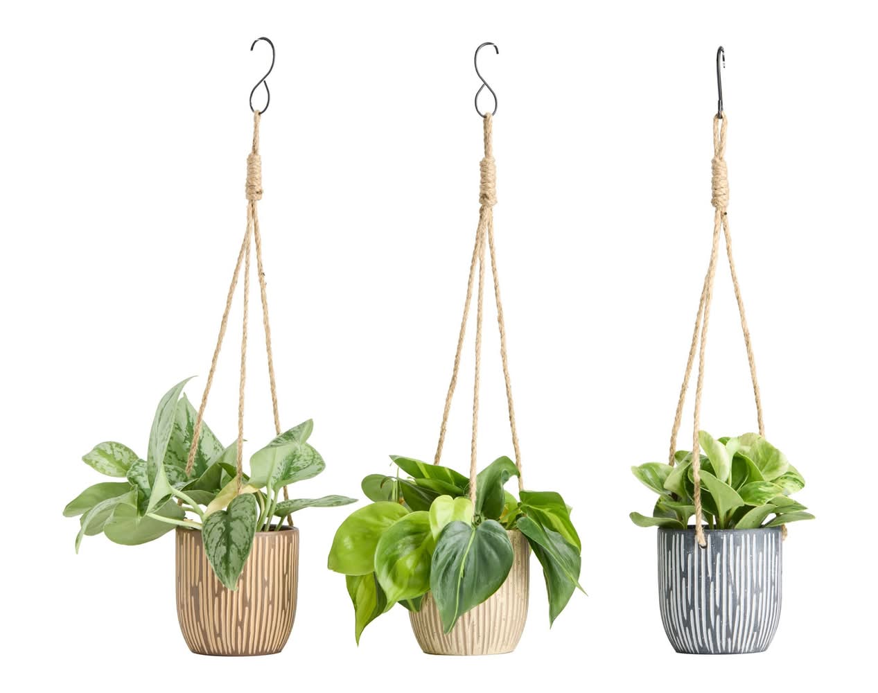 LiveTrends Graphic Trailing Foliage House Plant Hanging Basket, 4 in (3 ct)  | Delivery Near You | Postmates