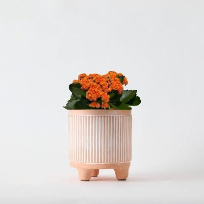 Live Petite Flourish With Blooming Plant (Varieties and Colors May Vary)