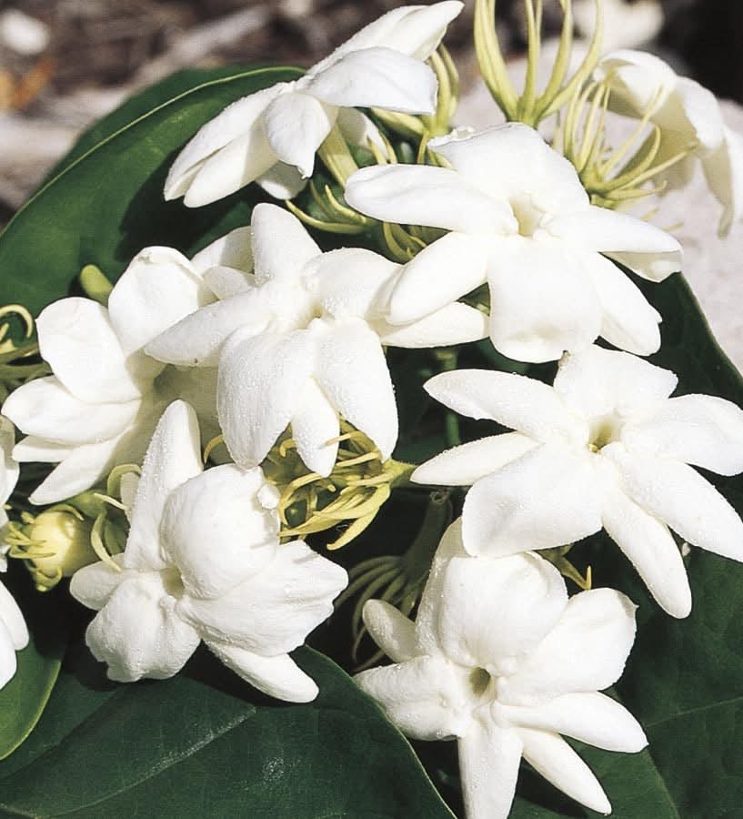Lowe's In pot (with soil) Arabian Jasmine L5922