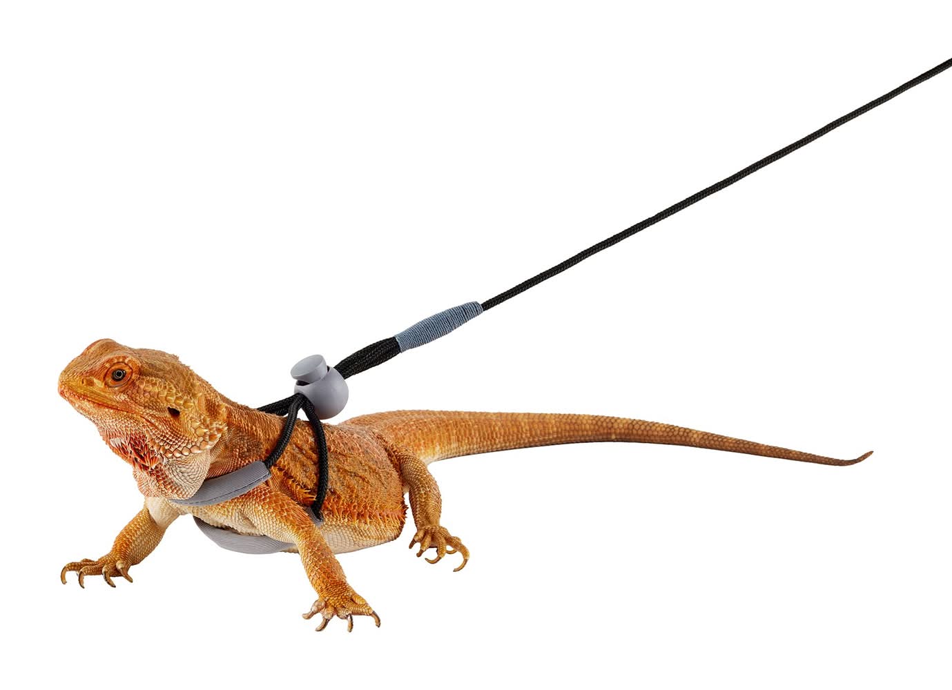 Thrive Beardie Harness (Size: One Size)
