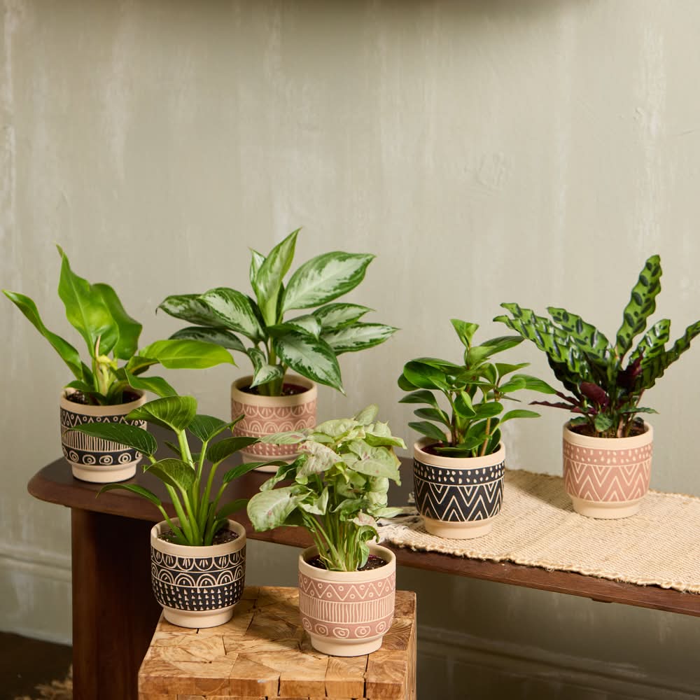 Urban Jungle Insculpt Assorted Foliage House Plant in Pot 12 oz Delivery  Near Me | Order Online | Uber Eats