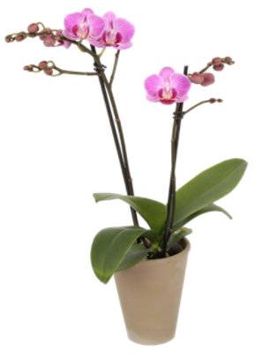 Phalaenopsis In Umbra Pot 3 Inch - Each