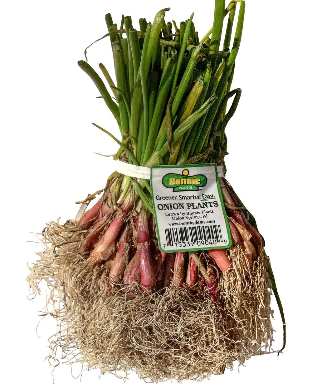 Bonnie Plants Bonnie Plants Red Onion Bunches Live Plant