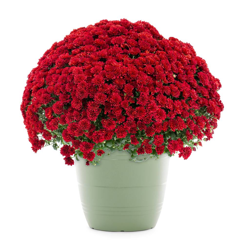 Lowe's Red Mum in 1.75-Gallon Planter | NURSERY