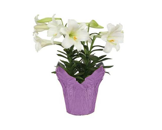 Easter Lily (6 in)
