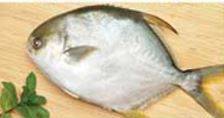 Golden Pompano, 600-800g each - 10 lbs (1 Unit per Case)