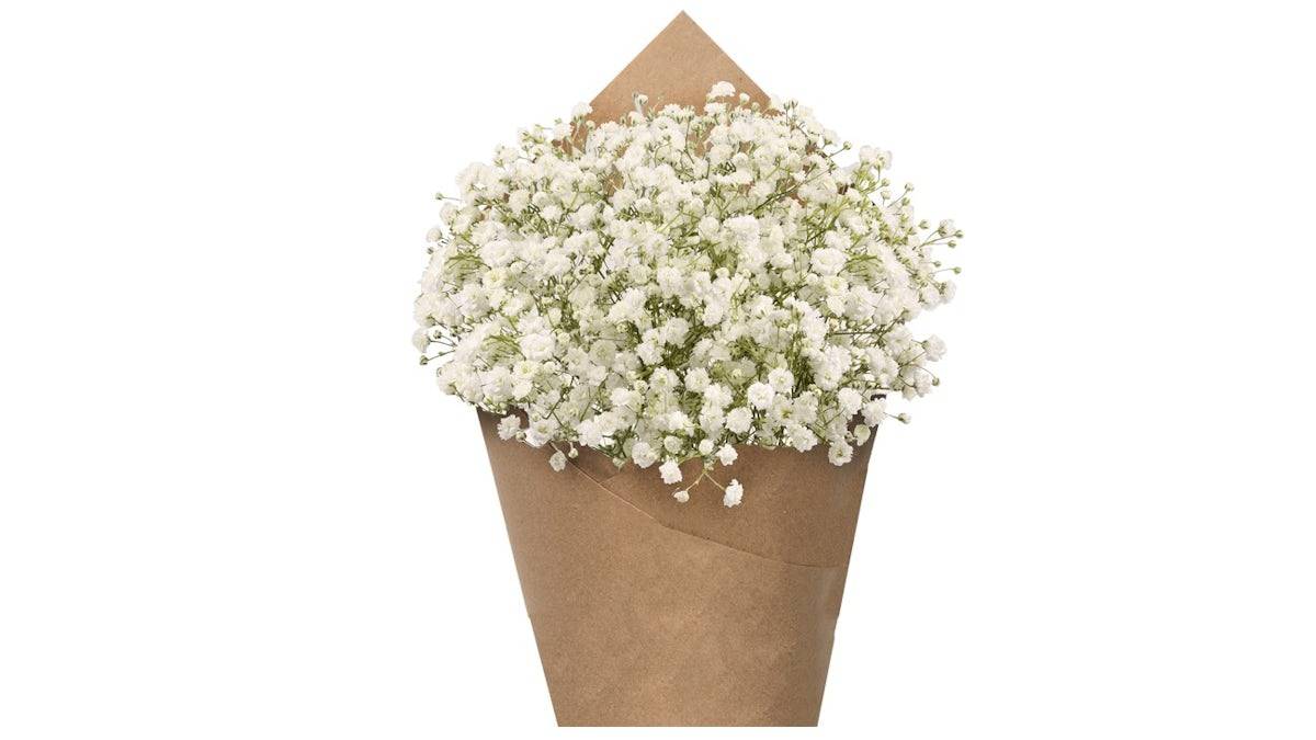 Gypsophilia Bunch, 15 stem