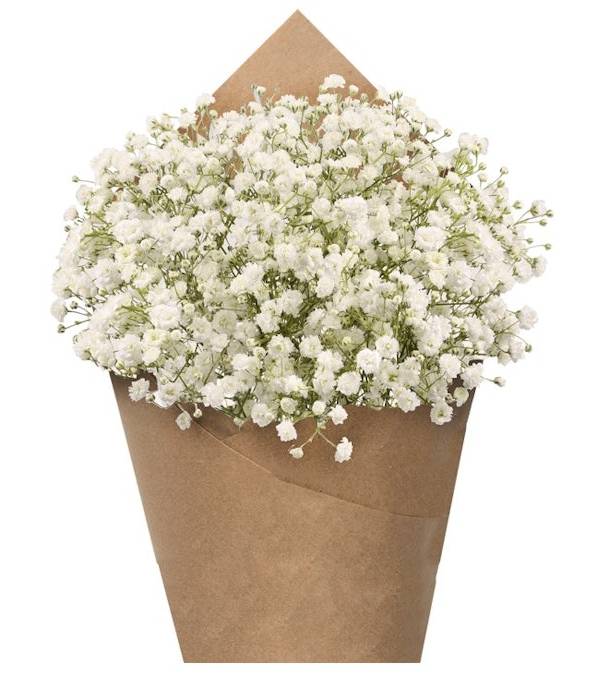 Gypsophilia Bunch