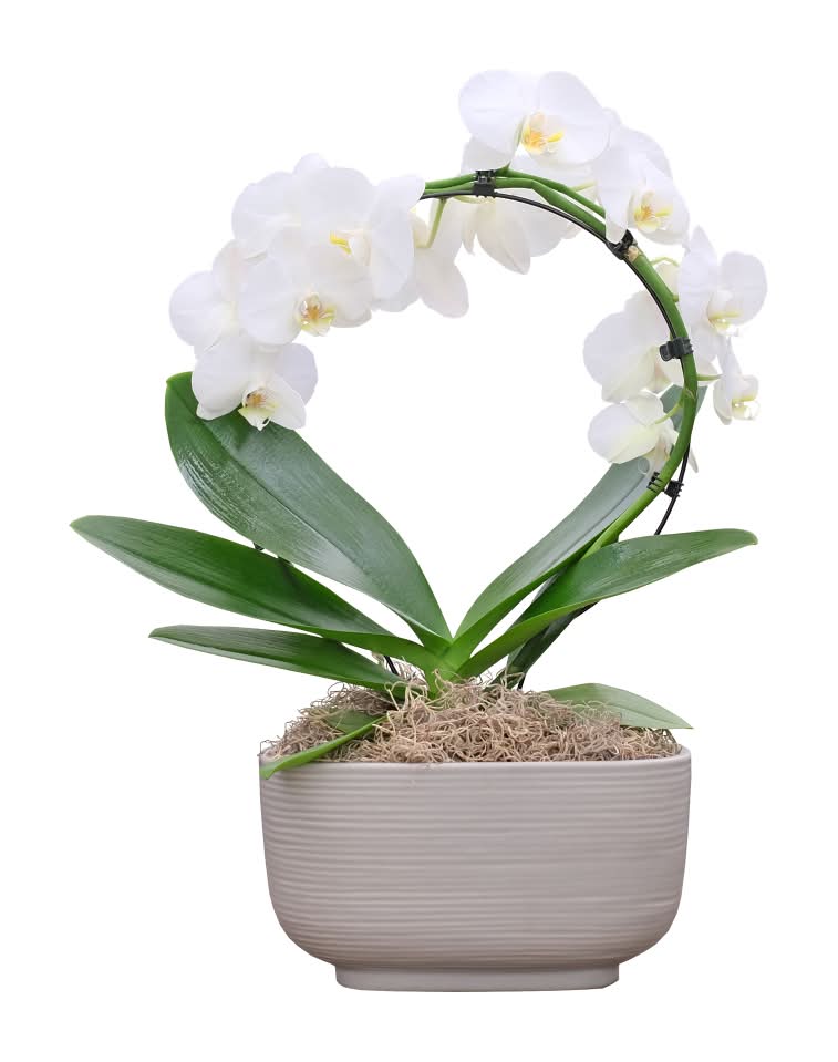 Infinity Loop Orchid