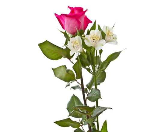 Double Rose and Alstroemeria Duet (1 bouquet)