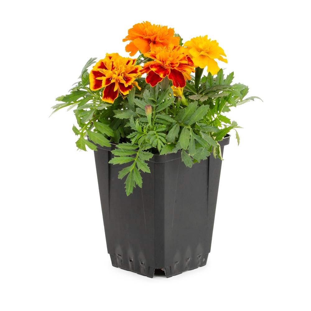 Lowe's Multicolor French Marigold in 1-Pint Pot | NURSERY