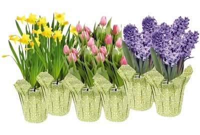 Un-Branded Spring Bulbs, 4-Inch 1.0 EA