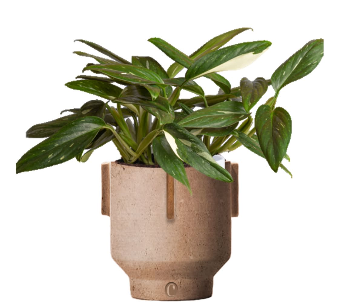 assorted succulent plants Green Garden 2-Inch Succulents (9-Pack)