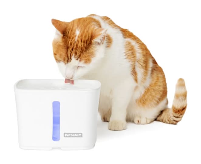 PetSafe Viva Pet Fountain for Cats and Small Dogs, 64 fl. oz.