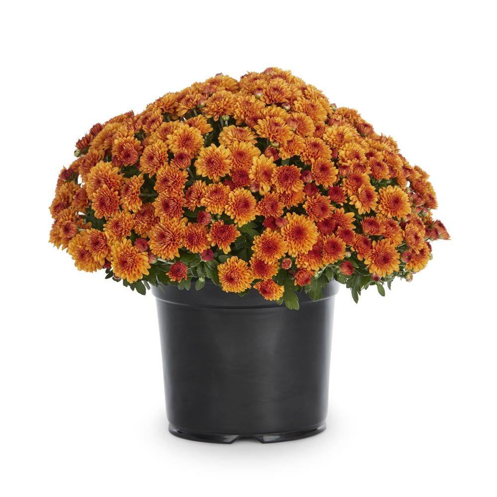 Lowe's Orange Mum in 3-Quart Pot | NURSERY