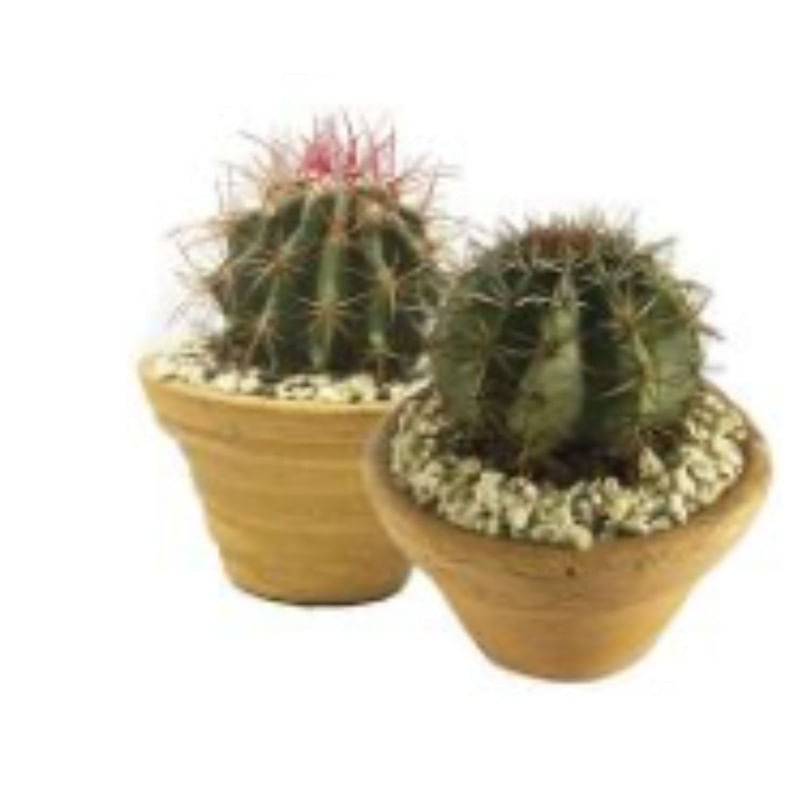 Holambra cactus variado pote 11 (1 unidade)