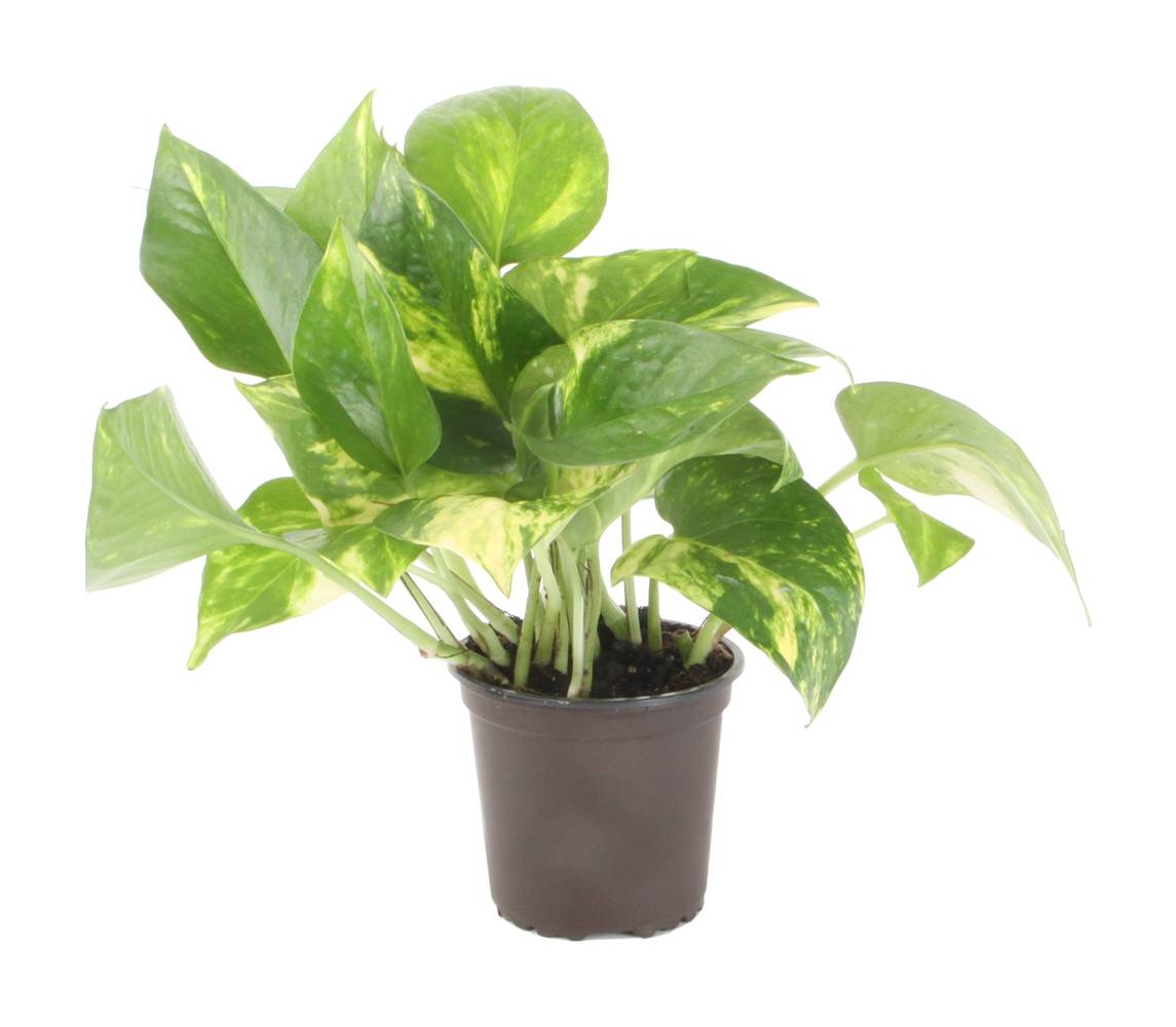Costa Farms Pothos House Plant in 10-oz Pot | HEGFG5