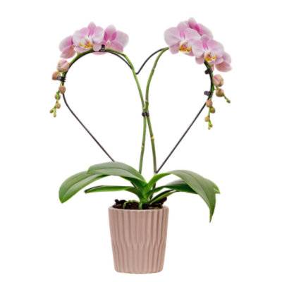 Debi Lilly Heart Orchid 3 Inch - Each