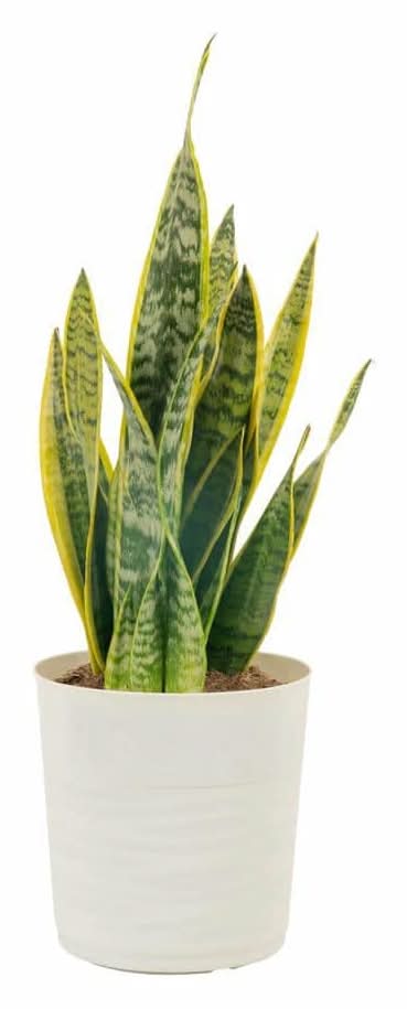 Vigoro 10 In. Vigoro Snake Plants Sansevieria Assorted In Deco Pot