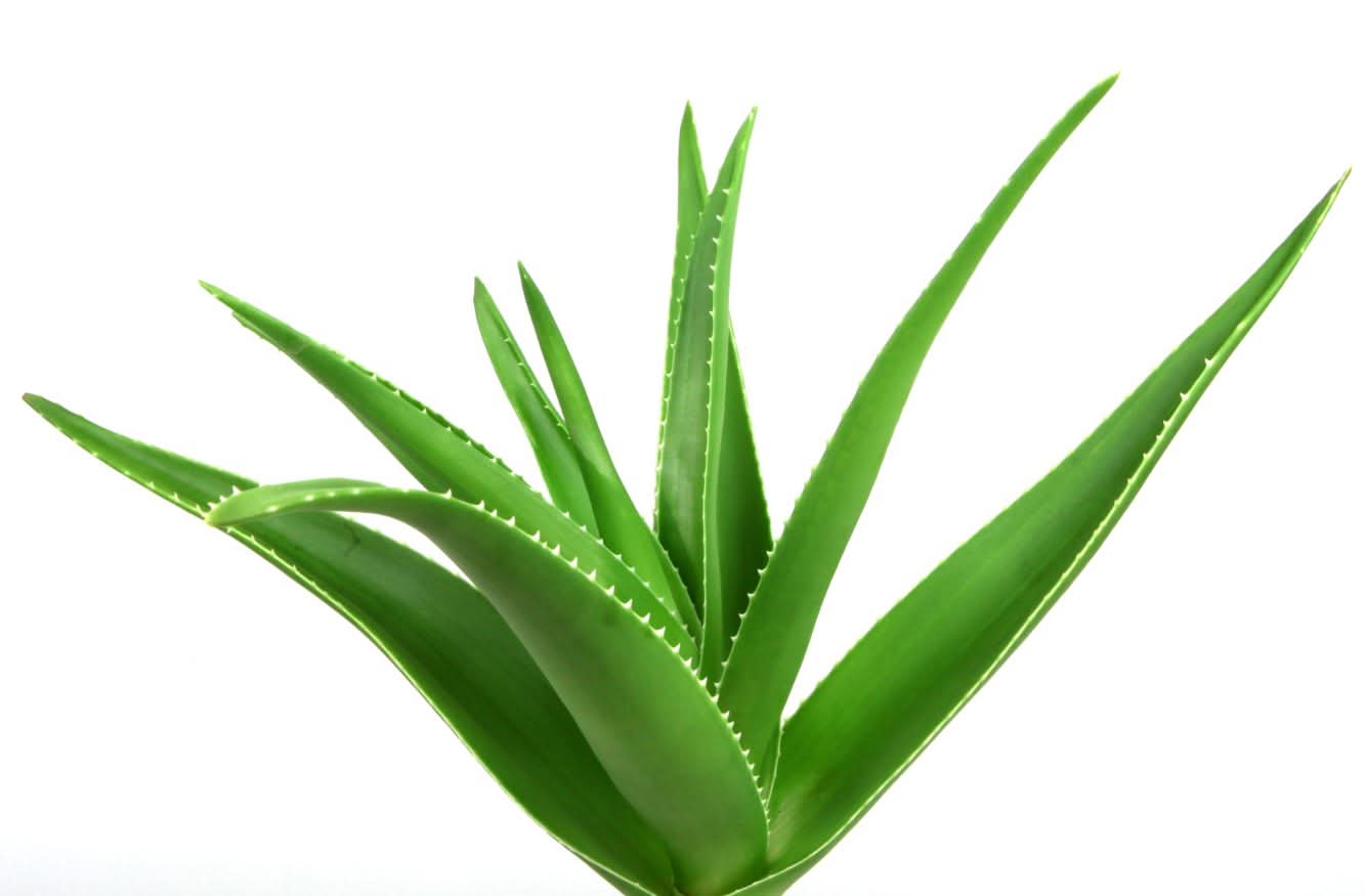 luxe organix aloe vera Luxe Organix Aloe Vera Soothing Gel 99% 100ml Sachet