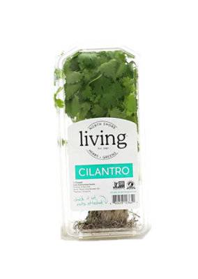 Organic Cilantro