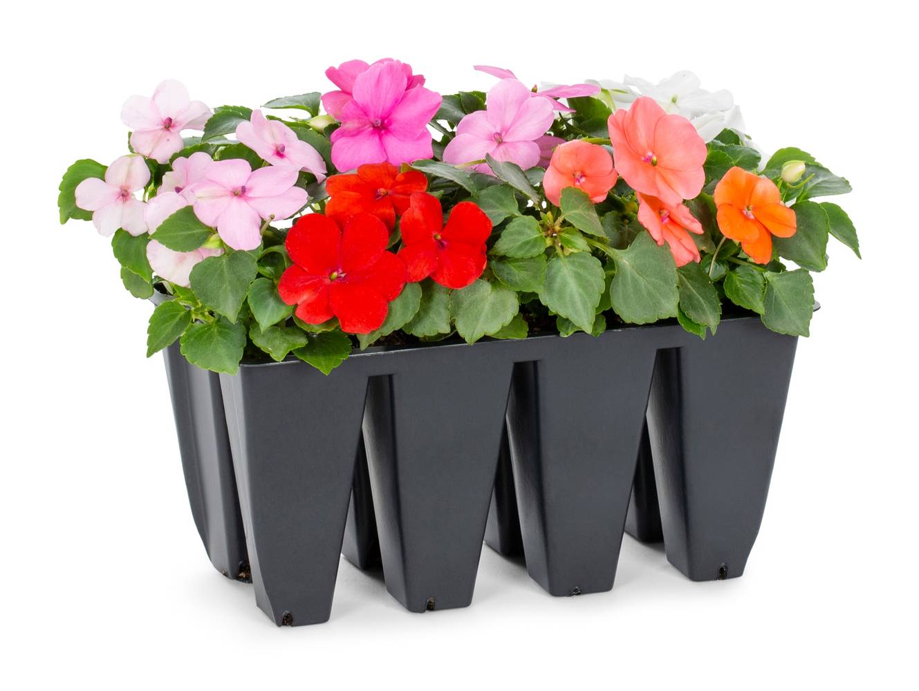 Lowe's Multicolor Impatiens in 8 -Pack Tray 8 -Pack | 1527847