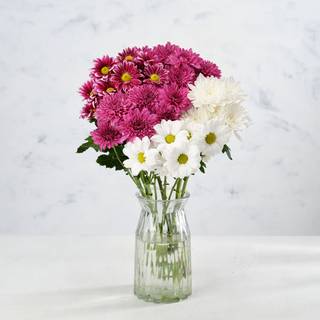 Co-op Mixed Chrysanthemums