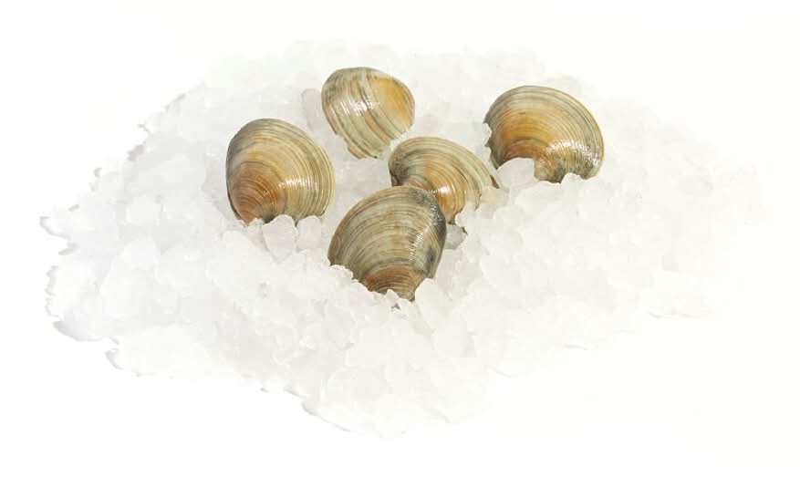 Little Neck Clams Farm Raised (sustainably sourced)