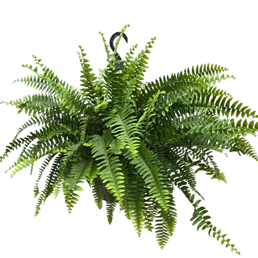 Jardinière Suspendue-12" Jardinière Suspendue Pot De 12"(1111201) / 12" Fern Hanging Basket Fern Hanging Basket 12" Pot(1111201)