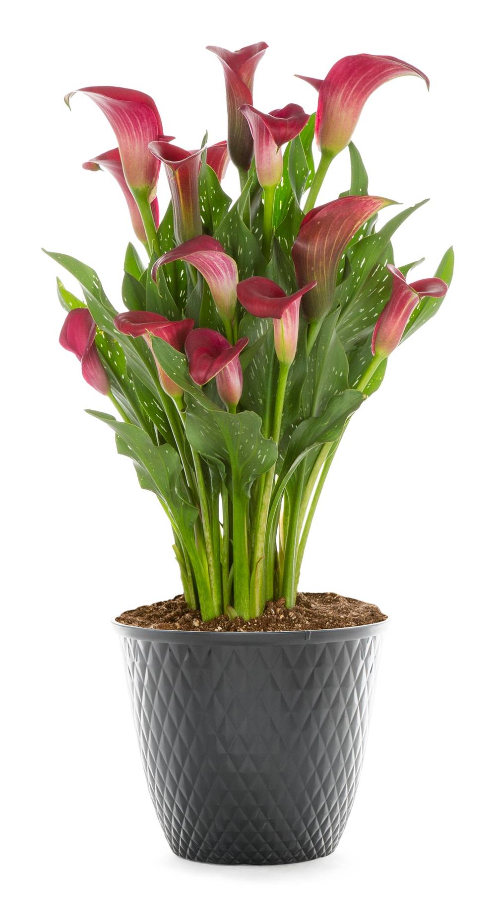 Lowe's Multicolor Calla Lily Plant in 1 -Gallon Planter 1 -Pack | NURSERY