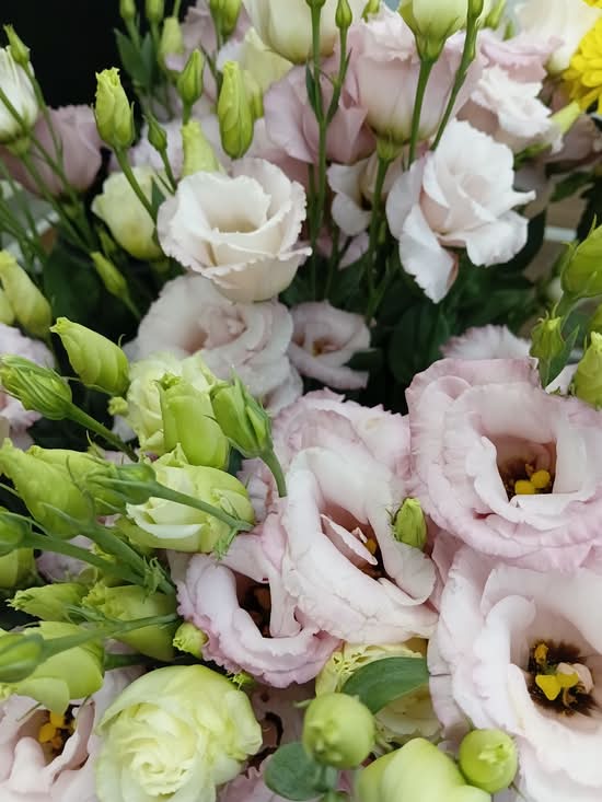 TULIPE Fleur