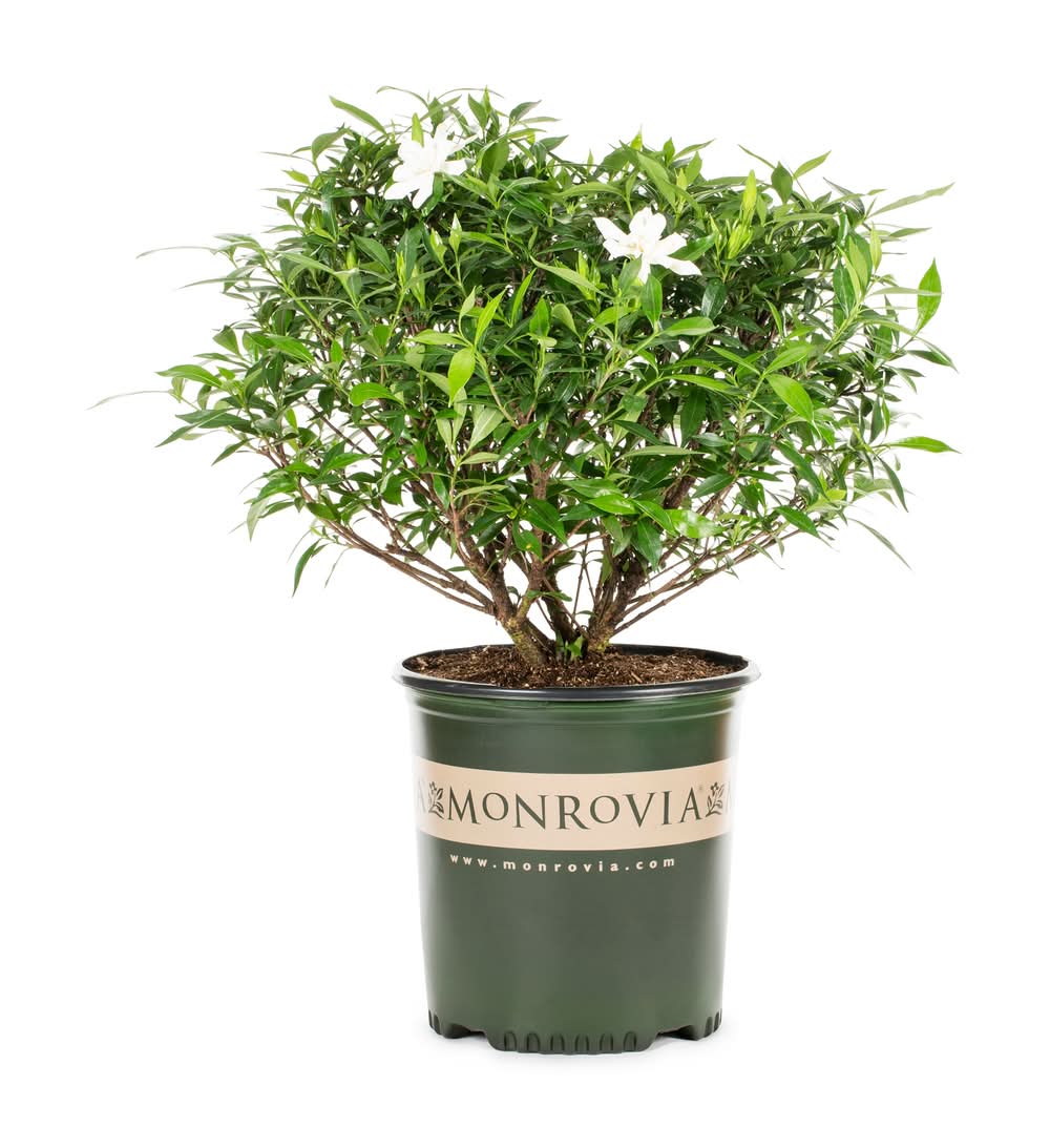 Monrovia Frostproof Gardenia Flowering Shrub in 2.6 -Quart Pot 1 -Pack with White Blooms