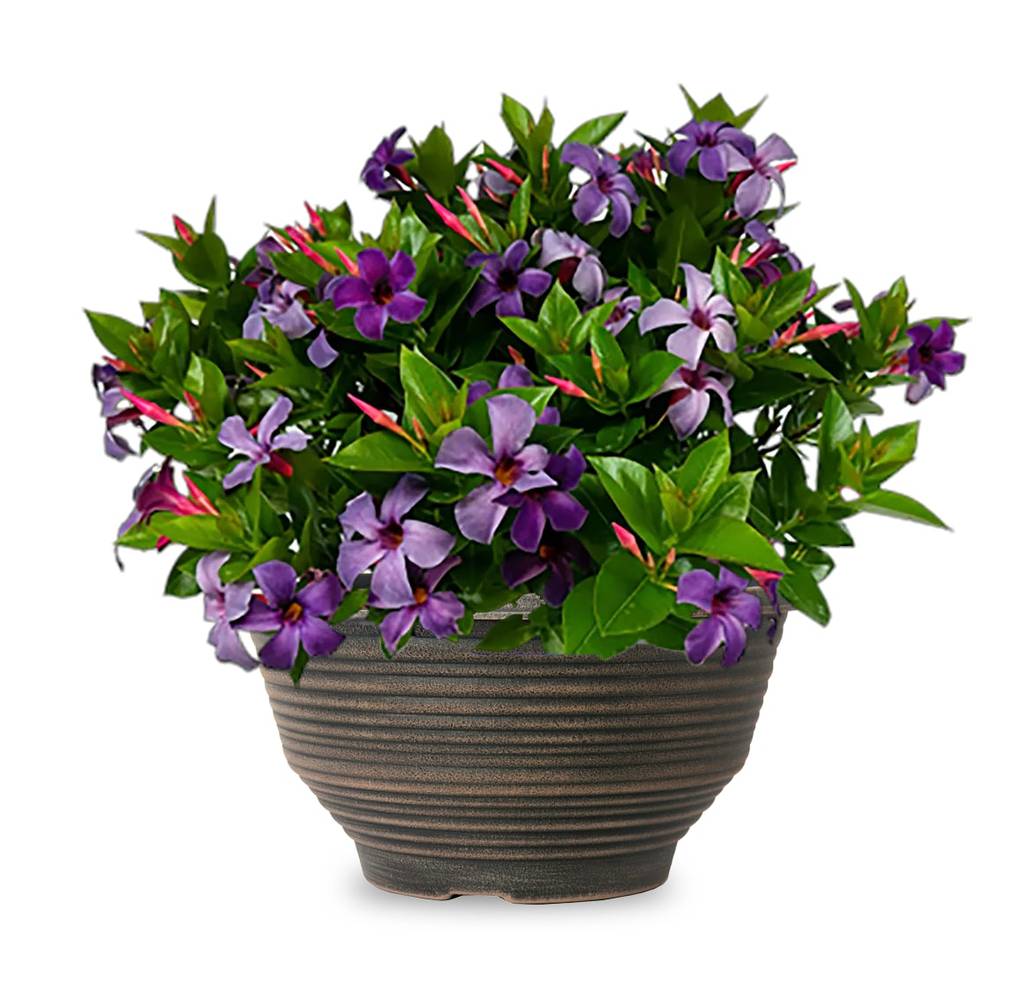 Lowe's Mandevilla Flowering Shrub in 1 Gallon Planter With Multicolor Blooms