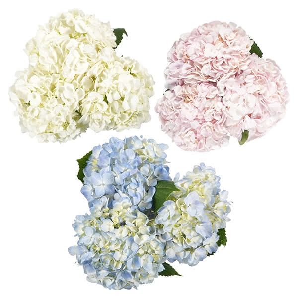 Hydrangeas (3 Stem)