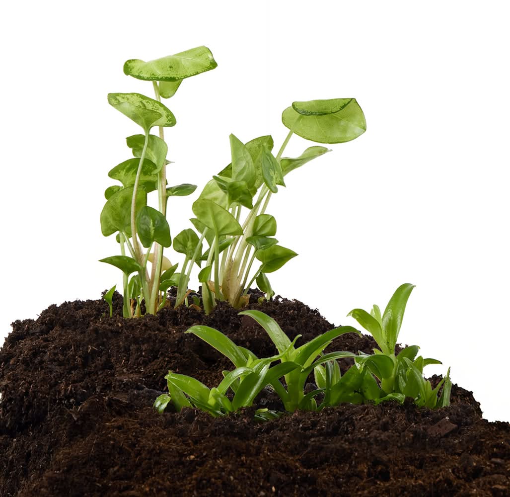 Thrive™ Tissue Cultured Live Terrarium Plant (Color: Green)