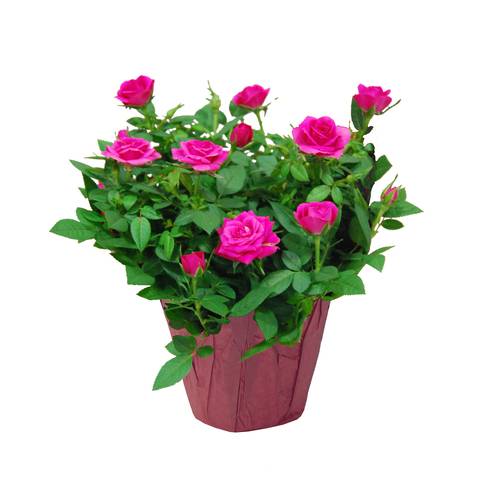 Potted Rose Mini 6-Inch