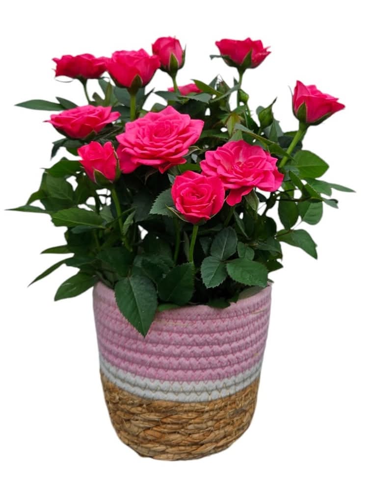 Aldershot Greenhouses Rose Spring Basket