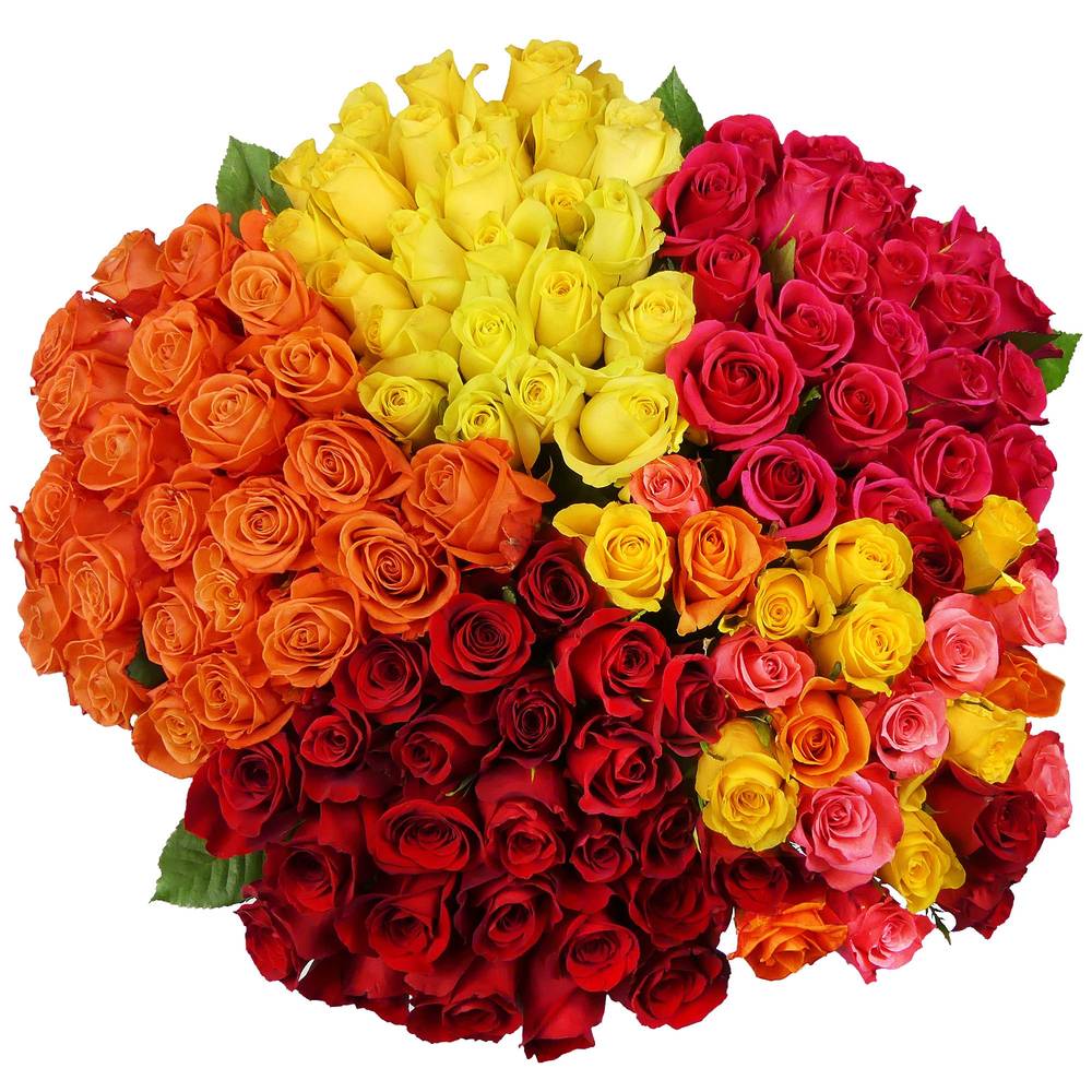 2 Dozen Premium Roses Rainforest Alliance Certified, Assorted Colors