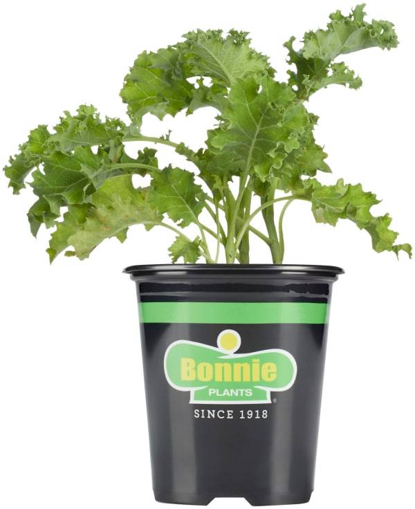 Bonnie Plants Curly Kale 19.3 oz. 4.5-inch