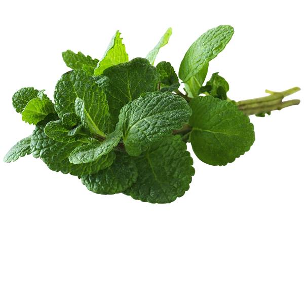 Produce Montes Mint