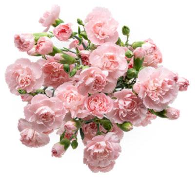 Signature Select Mini Carnations 9 Stems - Each