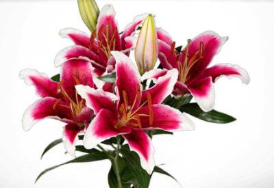 S Sel Oriental Lilies 2 Stem Stargazer