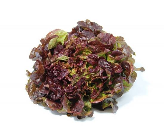 Salade feuille de chêne rouge  Pièce