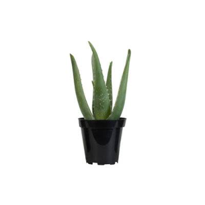 Aloe Vera 3.5 in (ea)